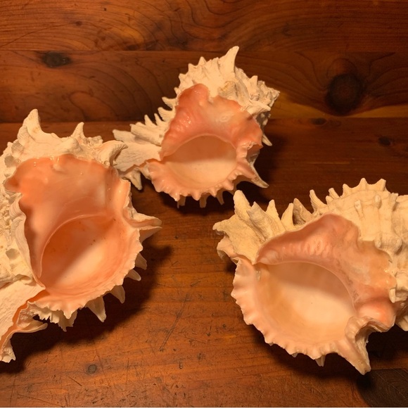 Pink Mouth Murex Phyllonotus Erythrostomy Sea Shells Set Of 3 Approx 3.5” - Picture 1 of 11